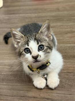 Rescue Domestic Short Hair Cats for Adoption in Little Mountain, South Carolina - Tim Bradford | PetCurious