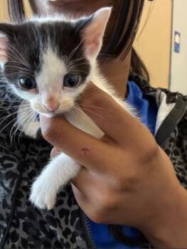 Domestic Short Hair Cats Available for Adoption - MIKO | PetCurious