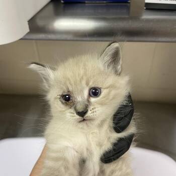 Cantaloupe -  Domestic Short Hair Cat for Adoption in Reno, Nevada - Cantaloupe | PetCurious
