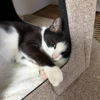 Snickers -  Domestic Short Hair Cat for Adoption - Snickers | PetCurious