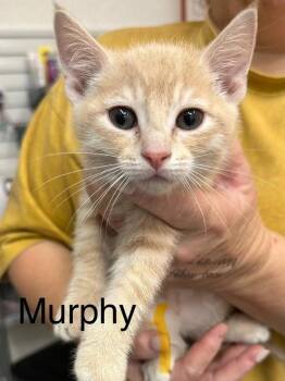 Domestic Short Hair and Tabby Cats Available for Adoption in St. George, Utah - Murphy | PetCurious