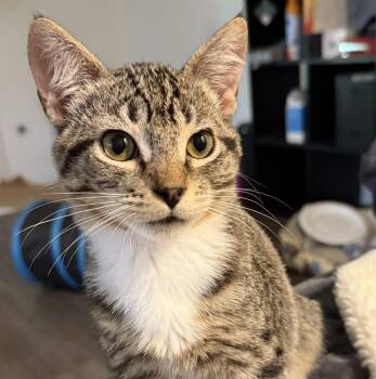 Derrick -  Domestic Short Hair Cat for Adoption in Villa Park, California - Derrick | PetCurious