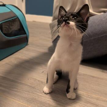Bruce -  Domestic Short Hair Cat for Adoption in San Antonio, Texas - Bruce | PetCurious