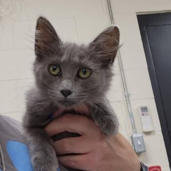 Stardust -  Domestic Medium Hair Cat for Adoption in Walker, Michigan - Stardust | PetCurious