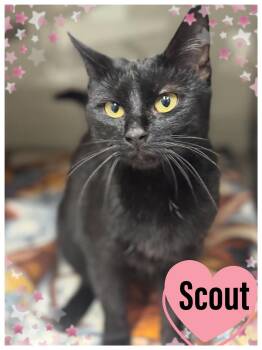 Rescue Domestic Short Hair Cats for Adoption in Bowie, Texas - Scout | PetCurious