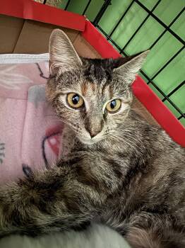 Torbie and Domestic Short Hair Cats Available for Adoption - Nova | PetCurious