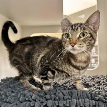 ESME -  Domestic Short Hair Cat for Adoption in Riverside, California - ESME | PetCurious