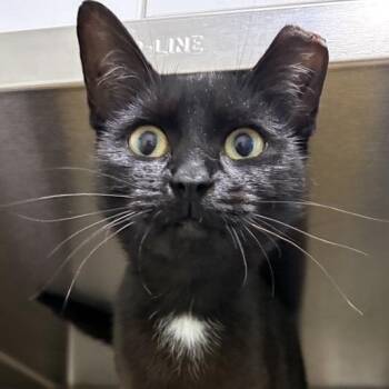 Marianne -  Domestic Short Hair Cat for Adoption in Middletown, Rhode Island - Marianne | PetCurious
