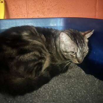 QT -  Domestic Short Hair Cat for Adoption in Sarasota, Florida - QT | PetCurious