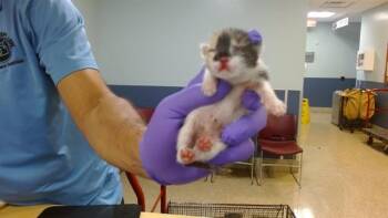 LOLA -  Domestic Short Hair Cat for Adoption in Doral, Florida - LOLA | PetCurious