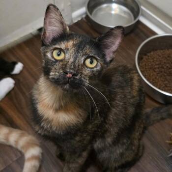 Lewis -  Domestic Short Hair Cat for Adoption in Huntington Beach, California - Lewis | PetCurious