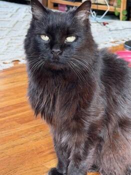 Fluffy -  Domestic Short Hair Cat for Adoption in Rockaway, New Jersey - Fluffy | PetCurious