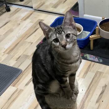 Albert -  Domestic Short Hair Cat for Adoption in Greenfield, Indiana - Albert | PetCurious