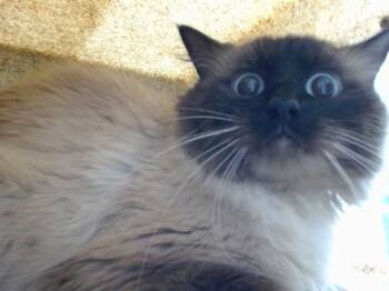 ZEUS -  Siamese and Domestic Short Hair Cat for Adoption in Albuquerque, New Mexico - ZEUS | PetCurious