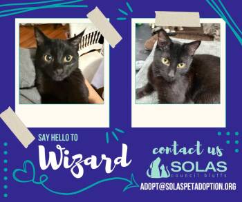 Rescue Domestic Short Hair Cats for Adoption in Council Bluffs, Iowa - Wizard  --  (jm) | PetCurious