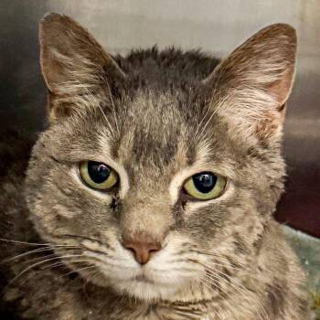 Jellybean -  Domestic Short Hair Cat for Adoption in Kennebunk, Maine - Jellybean | PetCurious