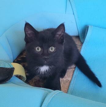 Endora -  Domestic Short Hair Cat for Adoption in Diamond Springs, California - Endora | PetCurious