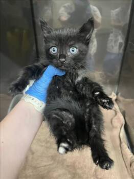 BLUE -  Domestic Short Hair Cat for Adoption in Woodland, California - BLUE | PetCurious
