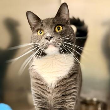Ziggy -  Domestic Short Hair Cat for Adoption in Jackson Township, New Jersey - Ziggy | PetCurious
