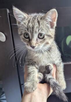 Blueberry -  American Shorthair Cat for Adoption in Rochester, New York - Blueberry | PetCurious