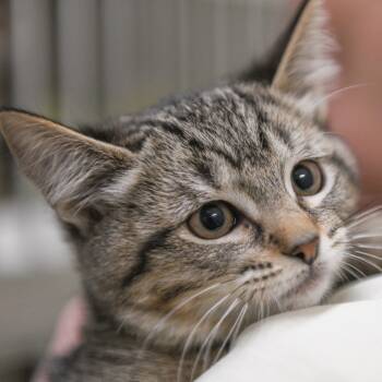 Rescue Domestic Short Hair Cats for Adoption in Redwood City, California - Porcini | PetCurious