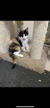 Rescue Calico Cats for Adoption in Hayward, California - Violet | PetCurious