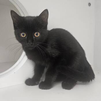 Jasmine -  Domestic Short Hair Cat for Adoption in Fall River, Massachusetts - Jasmine | PetCurious