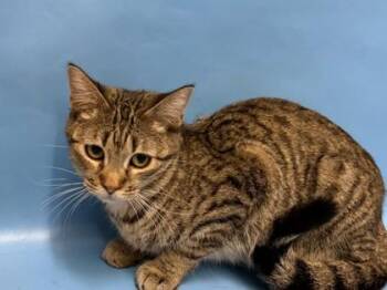 Sally Spingel-Spungel-Sporn -  Domestic Short Hair Cat for Adoption in Golden Valley, Minnesota - Sally Spingel-Spungel-Sporn | PetCurious