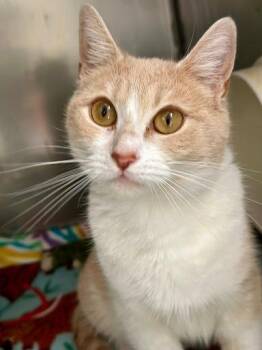 Domestic Short Hair Cats Available for Adoption - Cashew | PetCurious