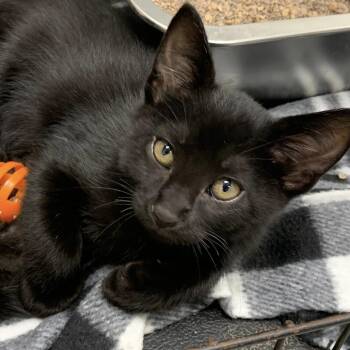Rescue Domestic Short Hair Cats for Adoption in Cleveland, Mississippi - Gideon | PetCurious