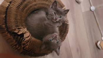 Gryffindor -  Domestic Short Hair Cat for Adoption in Fruit Heights, Utah - Gryffindor | PetCurious