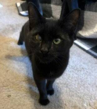 Domestic Short Hair Cats Available for Adoption in Chandler, Arizona - Lyle (Ly-Ly) | PetCurious
