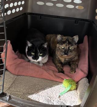 Domestic Short Hair Cats Available for Adoption in Fresno, California - Theodora And Shamu | PetCurious