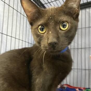 Wolverine -  Domestic Short Hair Cat for Adoption in Lakeland, Florida - Wolverine | PetCurious