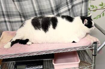 SOUL PATCH -  Domestic Short Hair Cat for Adoption in Algona, Iowa - SOUL PATCH | PetCurious