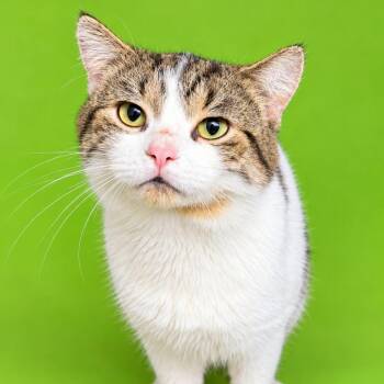 Oogie Boogie -  Domestic Short Hair Cat for Adoption in Concord, North Carolina - Oogie Boogie | PetCurious