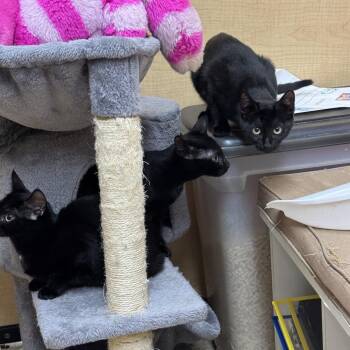 Domestic Short Hair Cats Available for Adoption in Oceanside, New York - Pickles | PetCurious