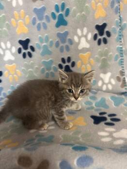 Domestic Short Hair Cats Available for Adoption in Wabash, Indiana - Skipper | PetCurious