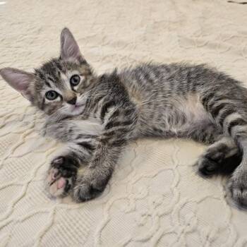 Yesterday 23 -  Domestic Short Hair Cat for Adoption in Austin, Texas - Yesterday 23 | PetCurious