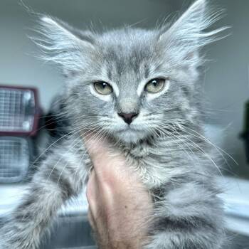 Tunde -  Domestic Long Hair Cat for Adoption in Matteson, Illinois - Tunde | PetCurious
