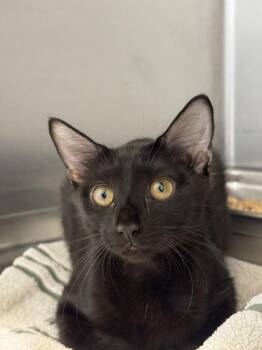 Galadriel -  Domestic Short Hair Cat for Adoption in Hilton Head Island, South Carolina - Galadriel | PetCurious