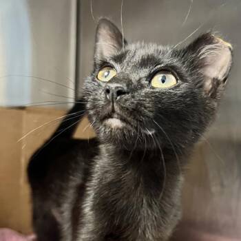 Mixie -  Domestic Short Hair Cat for Adoption in Oneonta, New York - Mixie | PetCurious