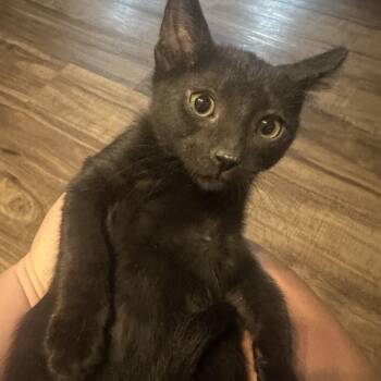 Domestic Short Hair Cats Available for Adoption in Stockton, California - Boba INDOOR ONLY | PetCurious