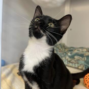 Nugget -  Domestic Short Hair Cat for Adoption in Sarasota, Florida - Nugget | PetCurious