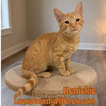 Kenickie -  Tabby and Domestic Short Hair Cat for Adoption in Toledo, Ohio - Kenickie | PetCurious
