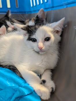 Maui -  Domestic Short Hair Cat for Adoption in Greenfield, Indiana - Maui | PetCurious