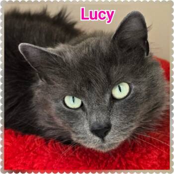 Rescue Domestic Long Hair Cats for Adoption in North Saint Paul, Minnesota - Lucy (2) | PetCurious