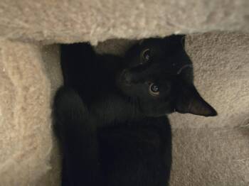 Rescue Domestic Short Hair Cats for Adoption in Burnaby, British Columbia - McGuire | PetCurious