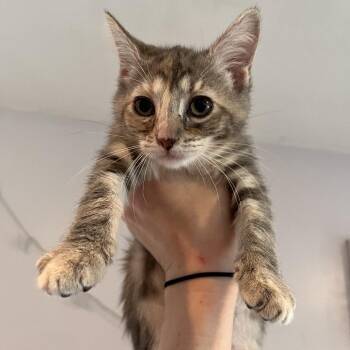 Scout -  Domestic Short Hair Cat for Adoption in Salisbury, Massachusetts - Scout | PetCurious
