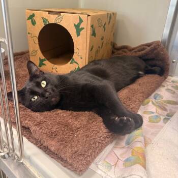 Domestic Short Hair Cats Available for Adoption in Saint Charles, Missouri - Thing | PetCurious